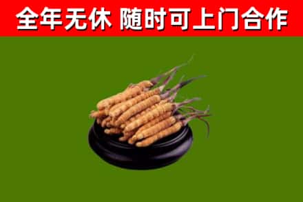 清江浦区回收冬虫夏草